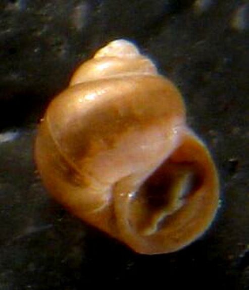 Paludinella littorina